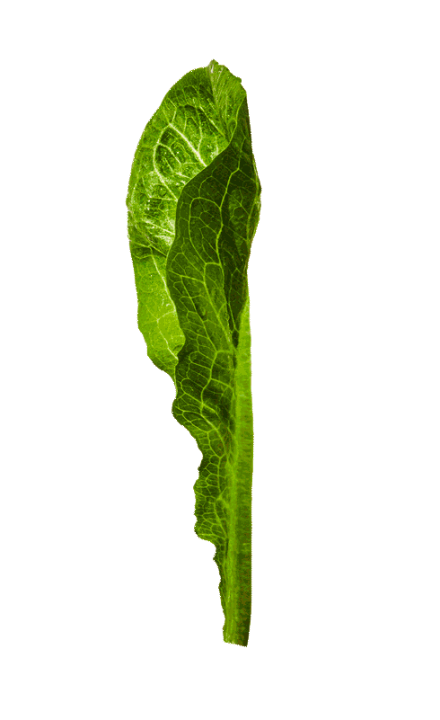 gander-gotham-greens-leaf-animation-4.29.20@2x